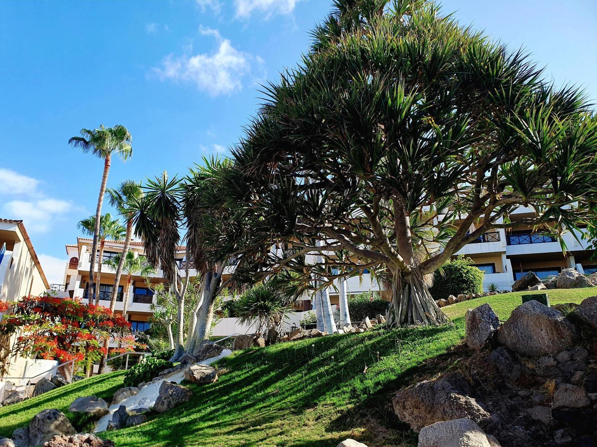 Spacious Apartment With Private Garden In Tenerife South San Miguel de Abona Ngoại thất bức ảnh